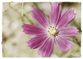 http://www.yoursmileys.ru/gsmile/flower1/g40123.gif