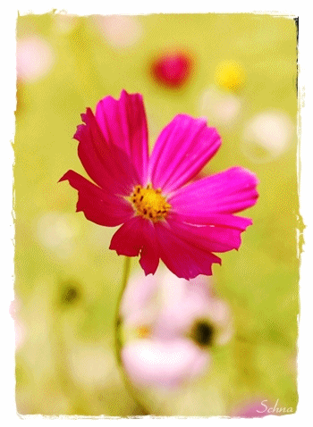 http://www.yoursmileys.ru/gsmile/flower1/g40140.gif