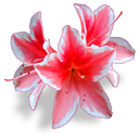 http://www.yoursmileys.ru/ismile/flowers/flower031.png