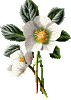 http://www.yoursmileys.ru/tsmile/flowers/t68113.gif