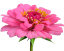 http://www.yoursmileys.ru/ismile/flowers/flower160.png