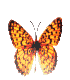 http://www.yoursmileys.ru/tsmile/butterfly/t70076.gif
